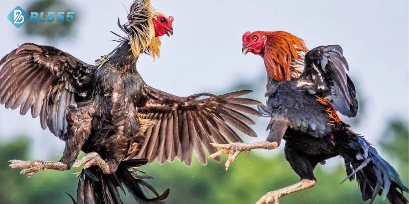 Bí Quyết Chọn Chiến Kê Trực Tiếp Đá Gà C1 Từ Chuyên Gia