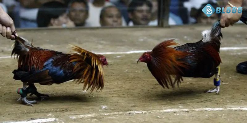 Rèn luyện và chú ý đến chế độ ăn cho chiến kê